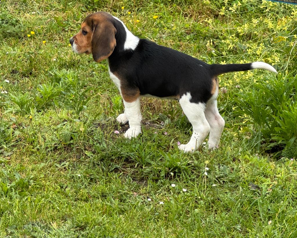 Abby Des Terres D’Olim’s