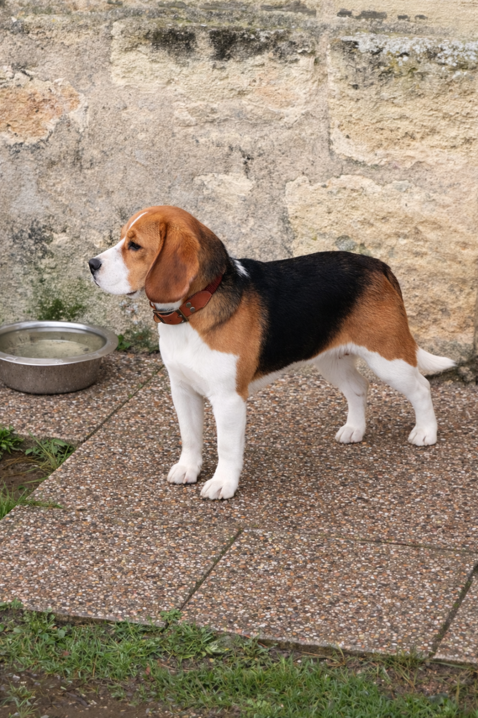 Amour My Amor Du Domaine Des Pattes Dorées