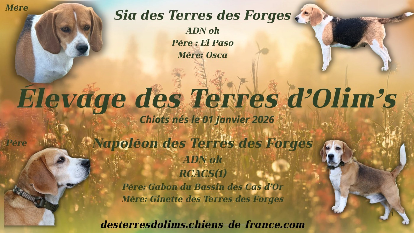 Naissance à l'élevage