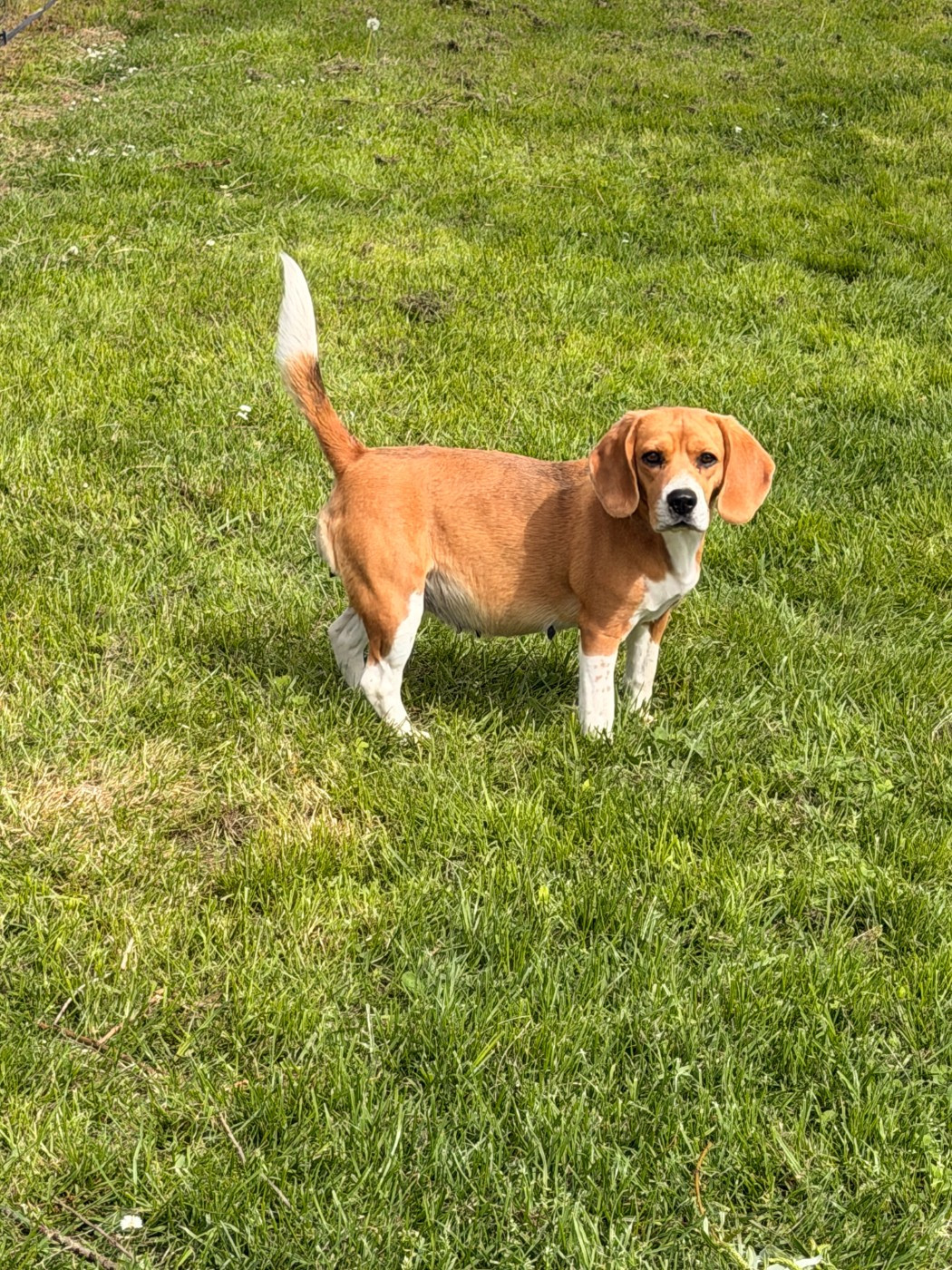 Future portée de Beagles - Mai 2026