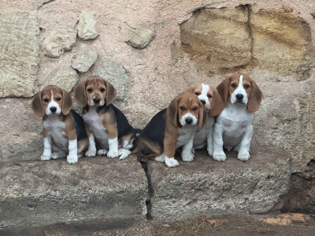 LES BÉBÉS BEAGLOUS