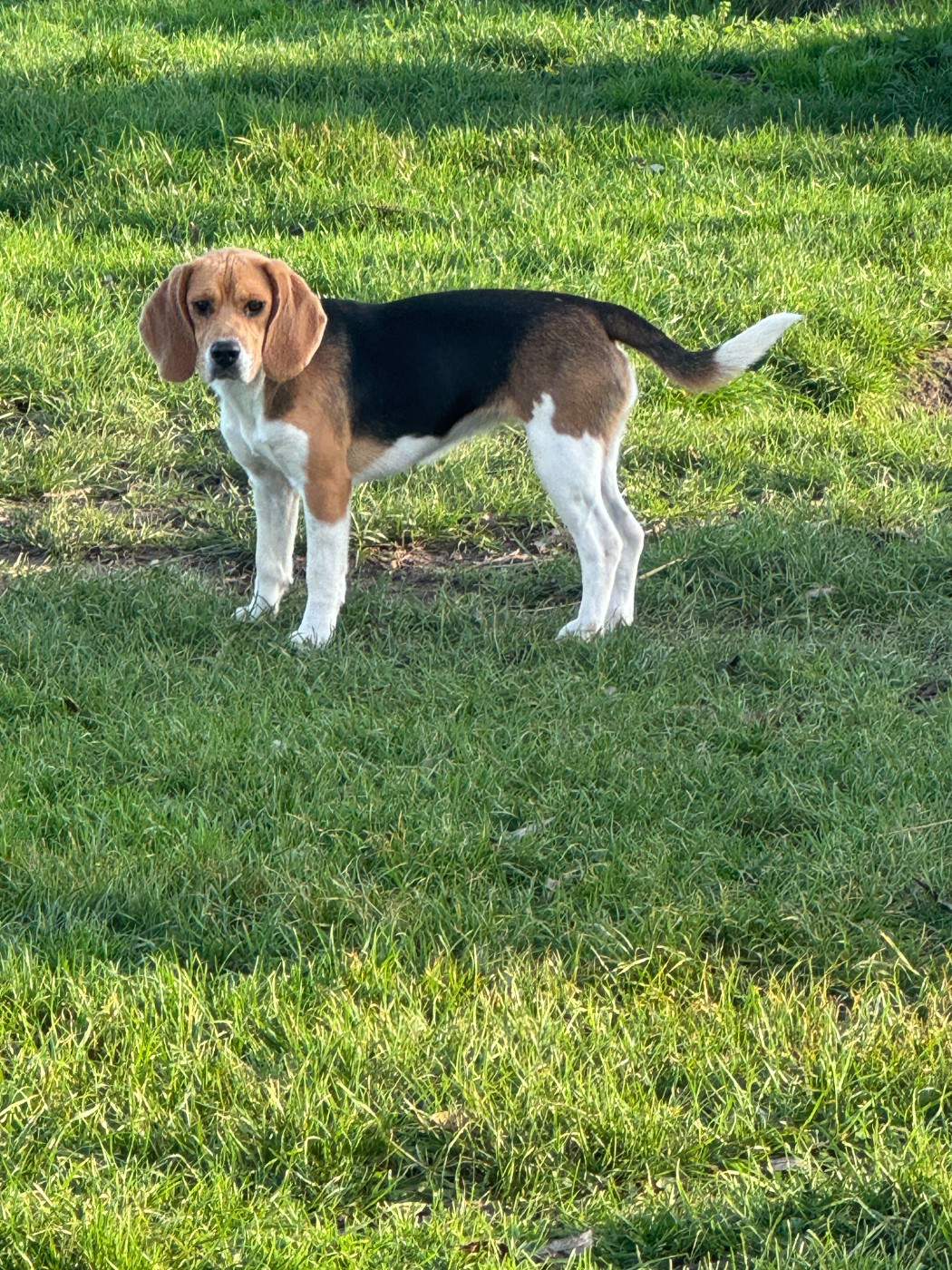 ABBY DES TERRES D'OLIM'S