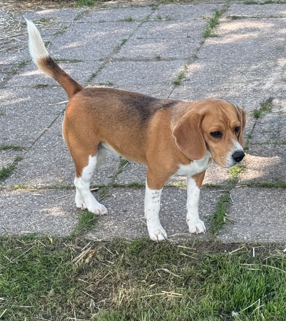 SCARLETT DE LA VALLÉE DES BLEUETS
