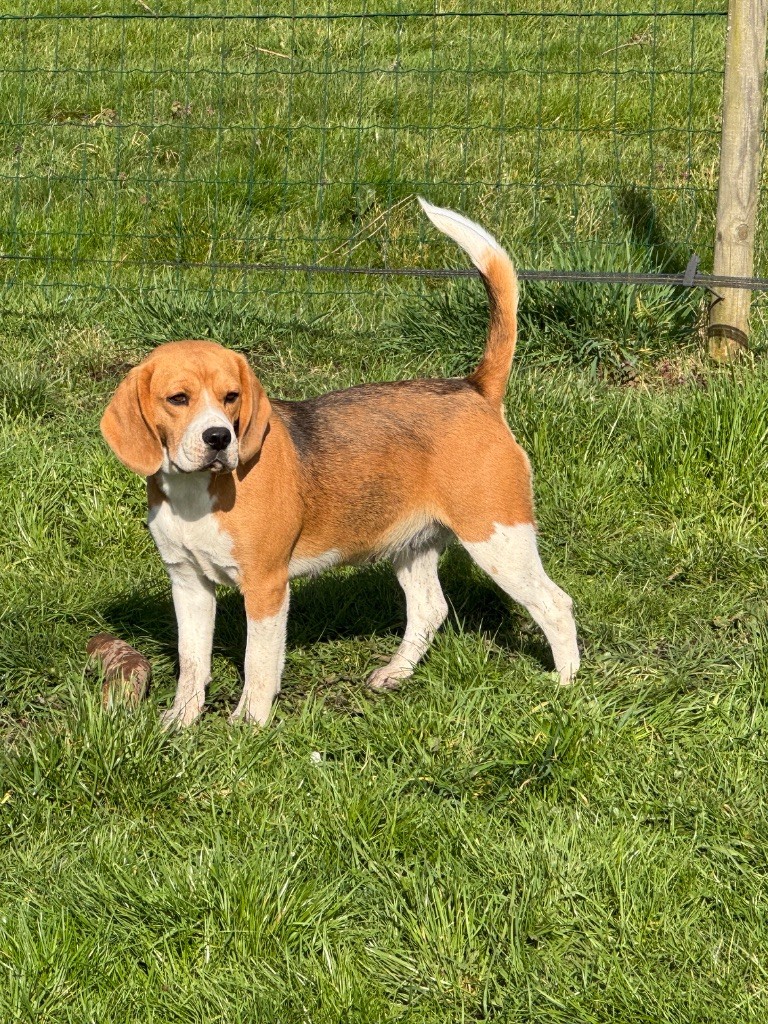 STELLA (SAKIA) DE LA VALLEE DES BLEUETS