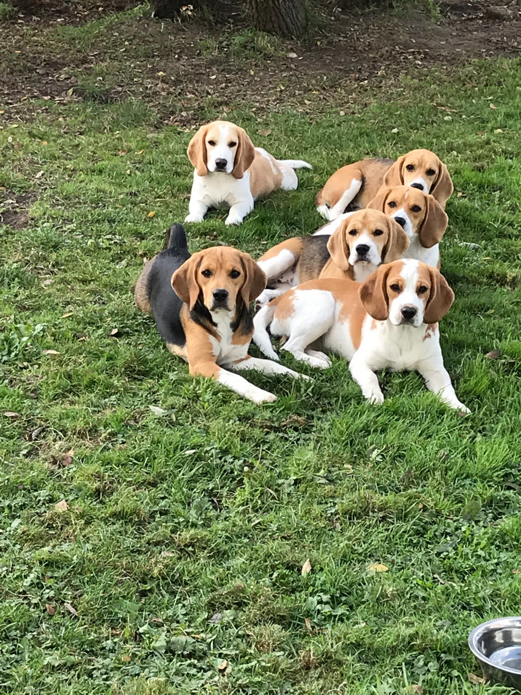 Des Terres D’Olim’s