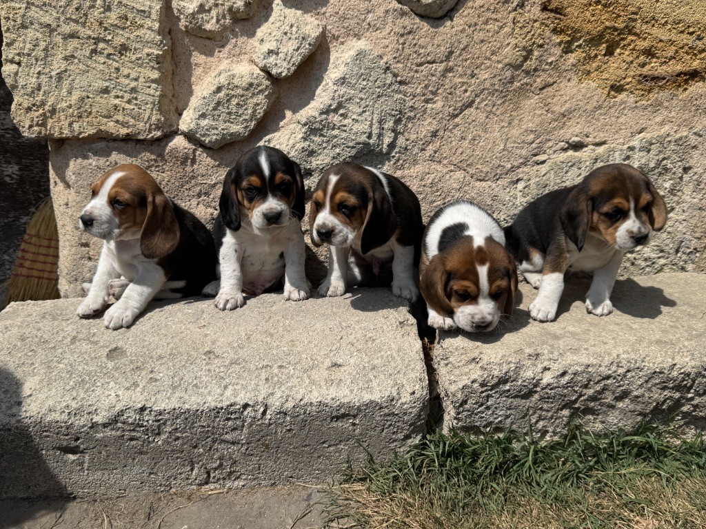 Des Terres D’Olim’s - Beagle - Portée née le 24/06/2025