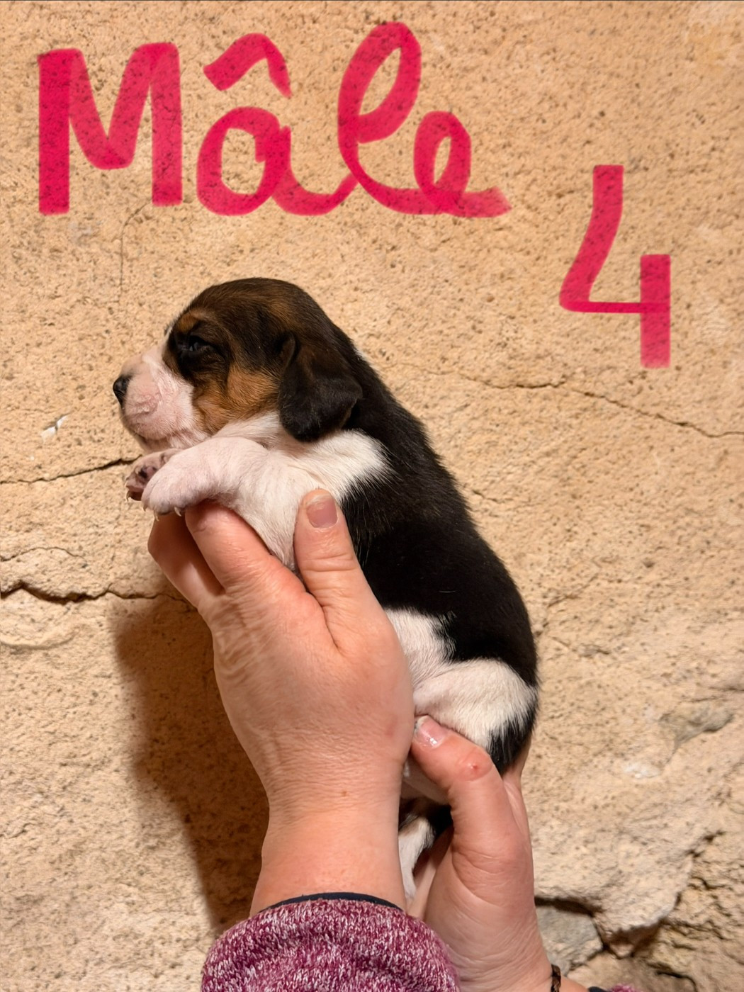 Des Terres D’Olim’s - Chiots disponibles - Beagle