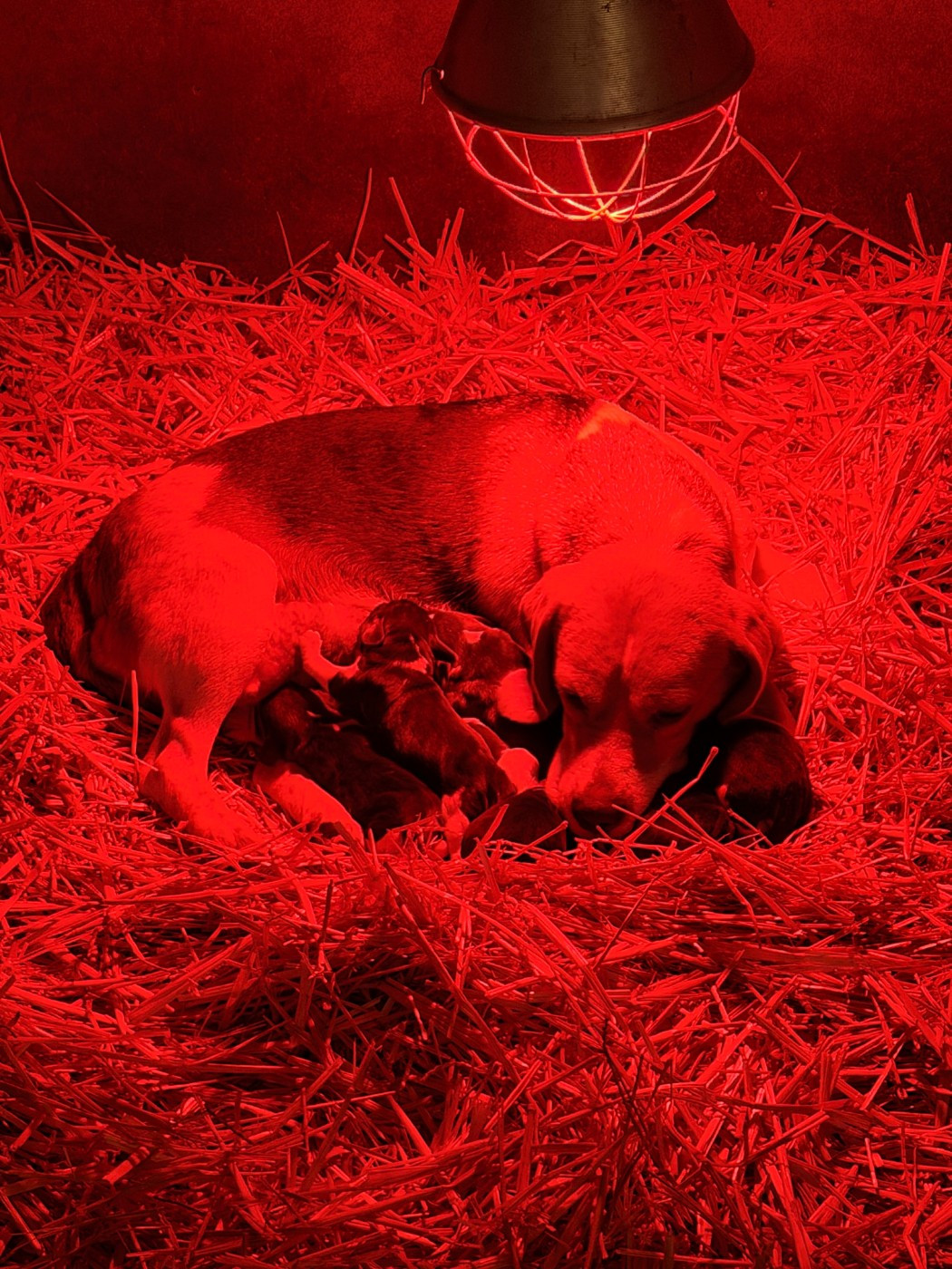 Chiot Beagle Des Terres D’Olim’s