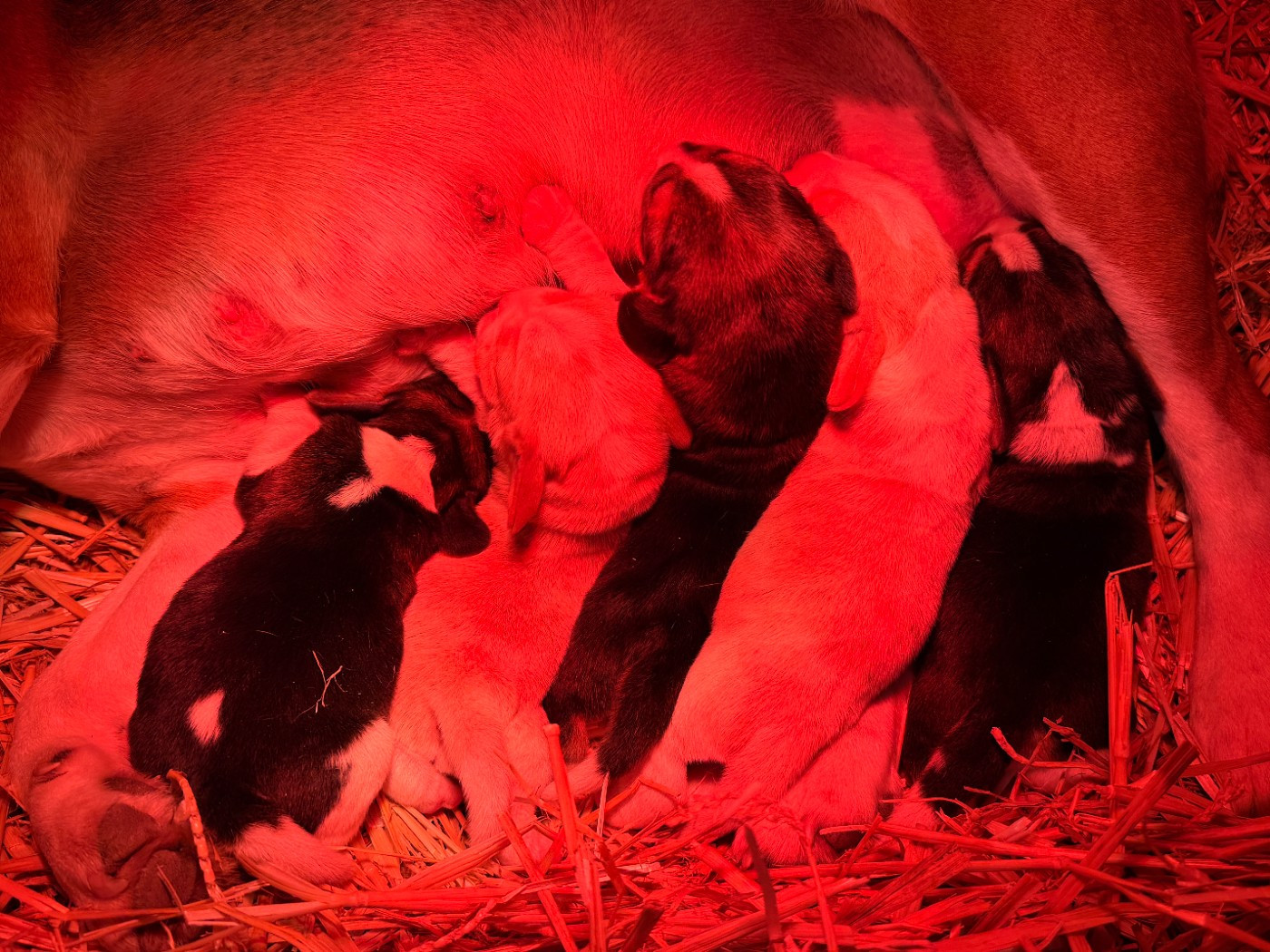 Des Terres D’Olim’s - Beagle - Portée née le 02/03/2026