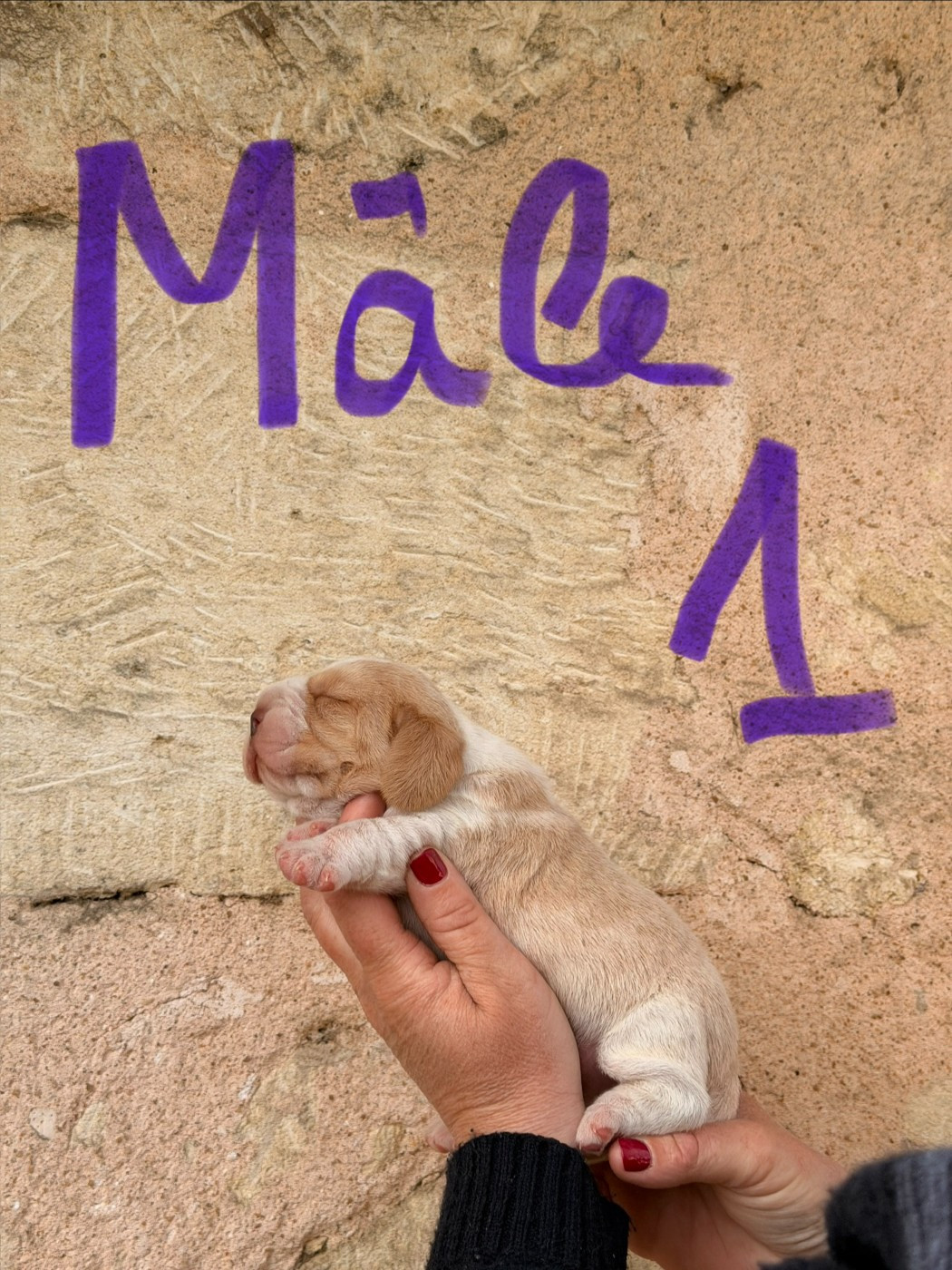 Des Terres D’Olim’s - Chiots disponibles - Beagle