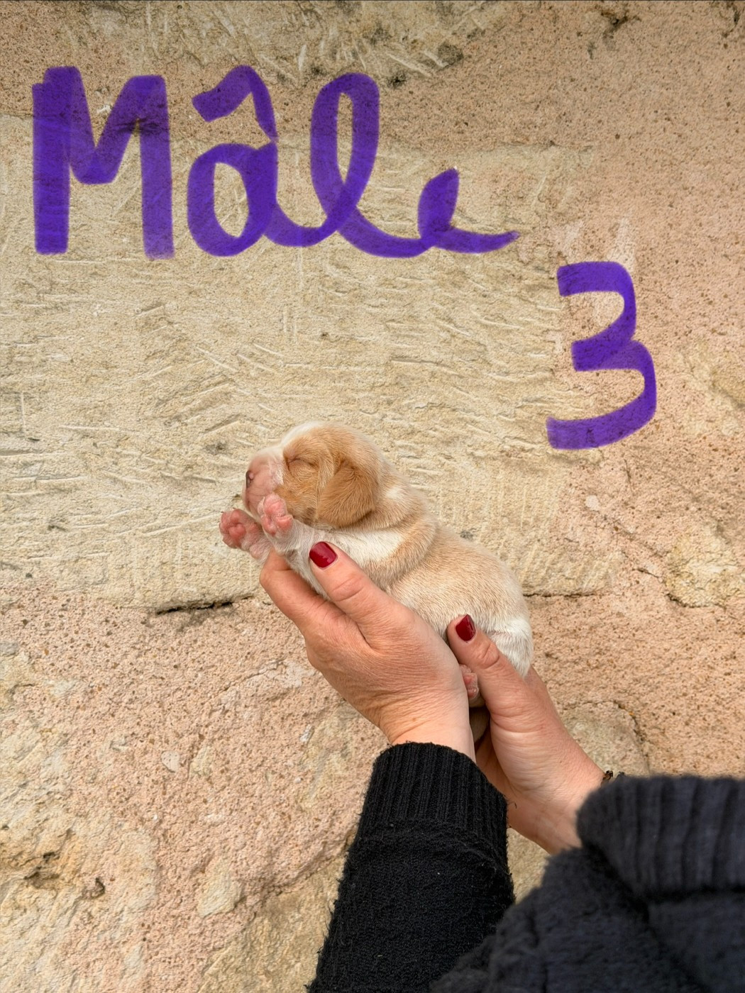 Des Terres D’Olim’s - Chiots disponibles - Beagle