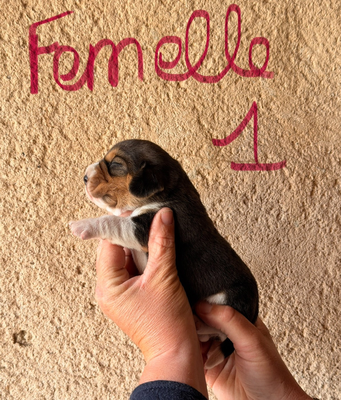 Des Terres D’Olim’s - Chiots disponibles - Beagle