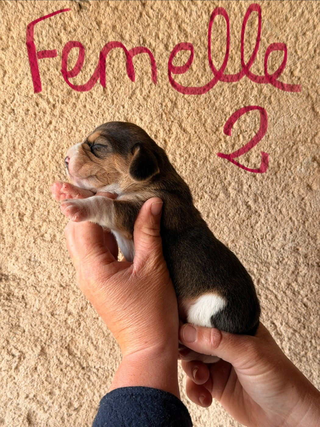 Des Terres D’Olim’s - Chiots disponibles - Beagle