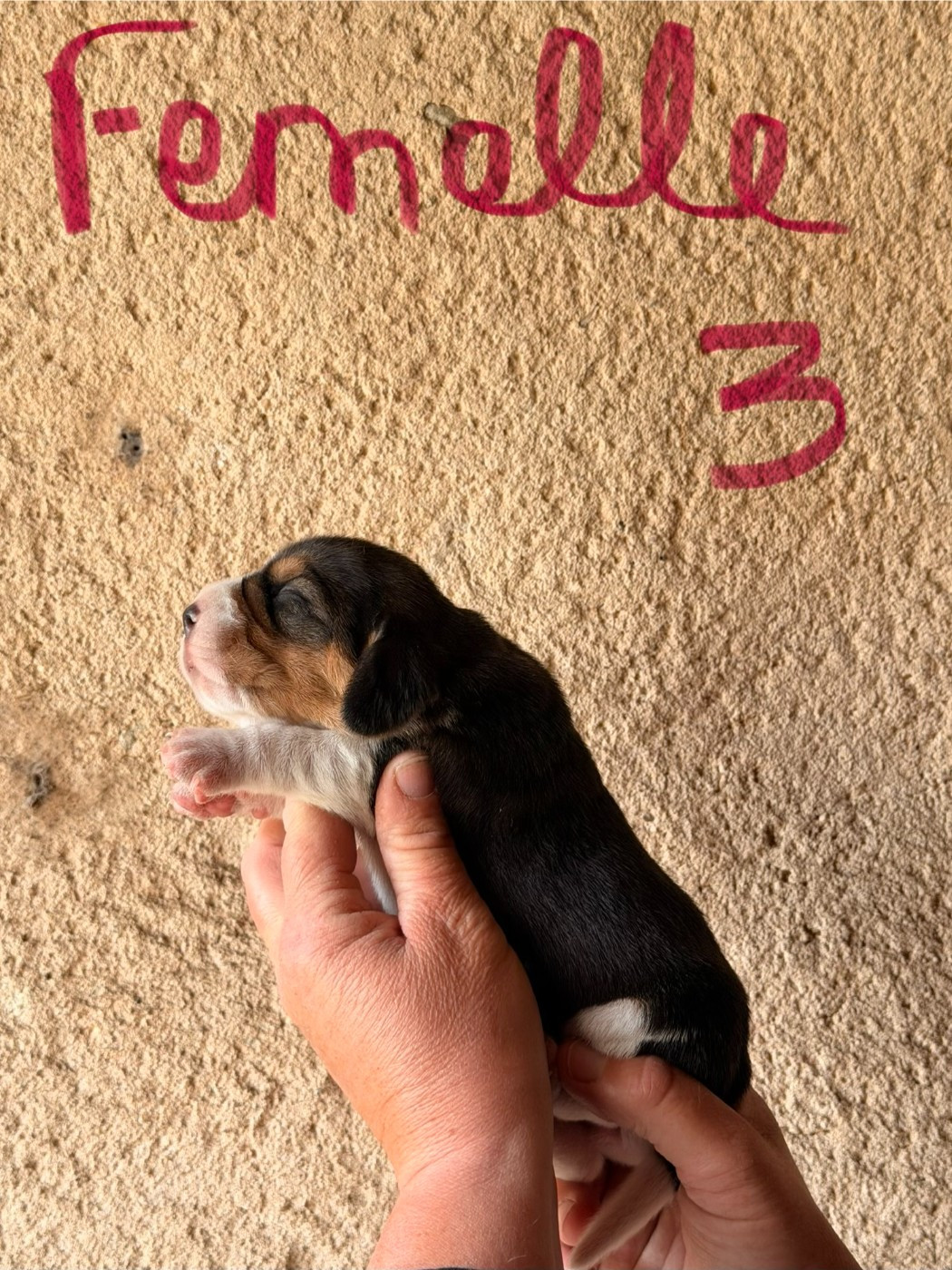 Des Terres D’Olim’s - Chiots disponibles - Beagle
