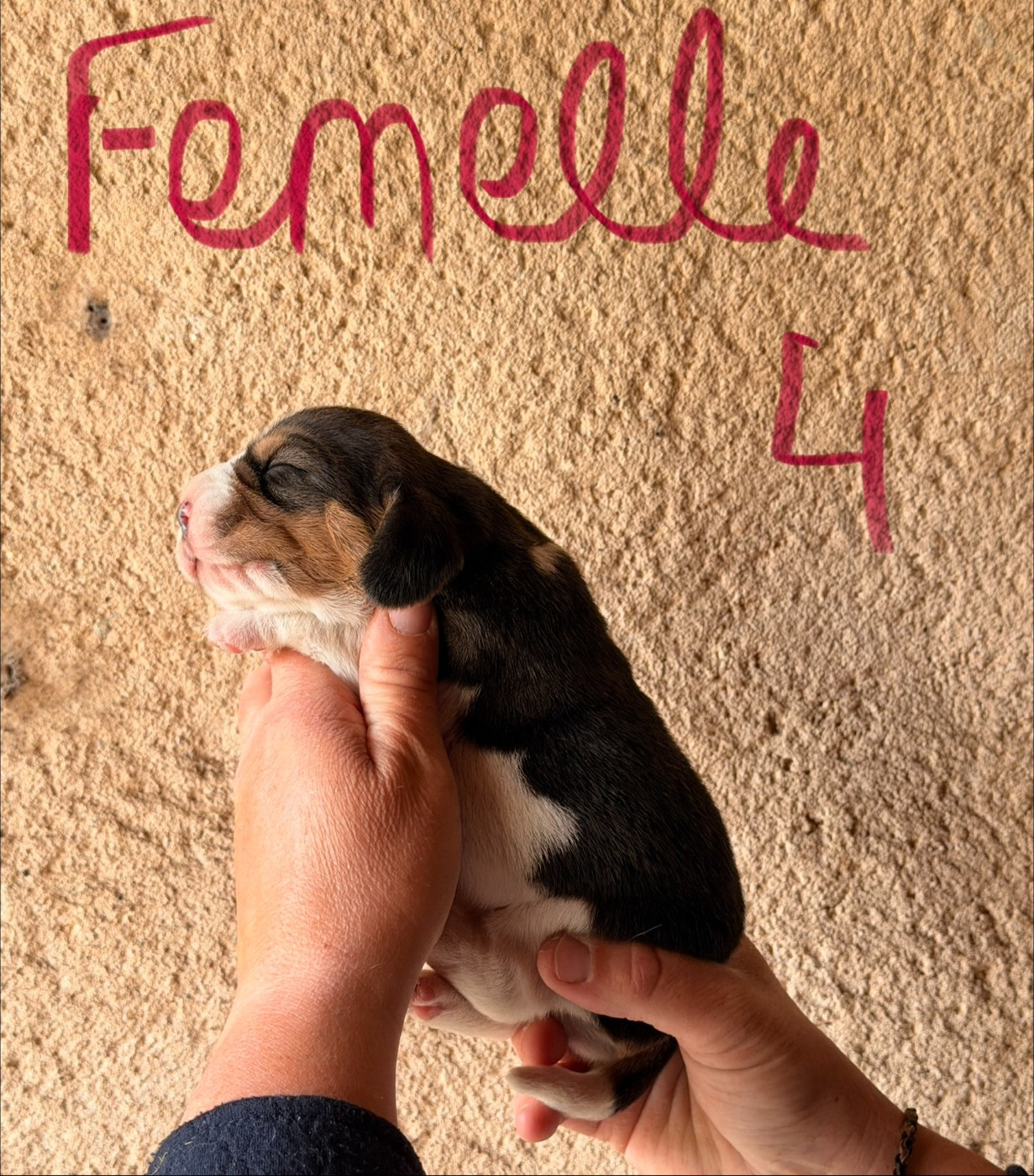 Des Terres D’Olim’s - Chiots disponibles - Beagle