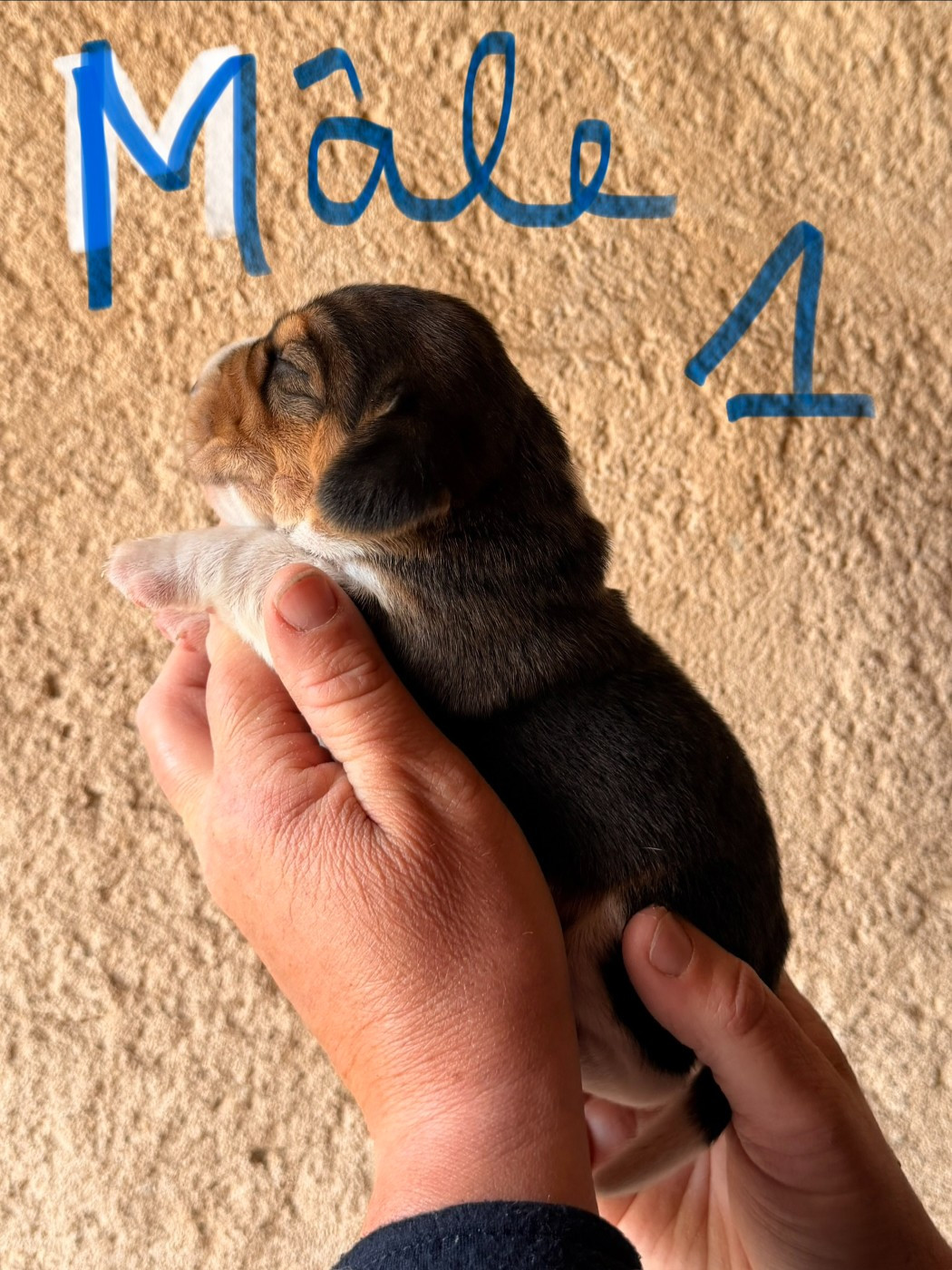 Des Terres D’Olim’s - Chiots disponibles - Beagle