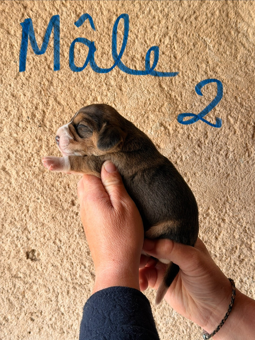 Des Terres D’Olim’s - Chiots disponibles - Beagle