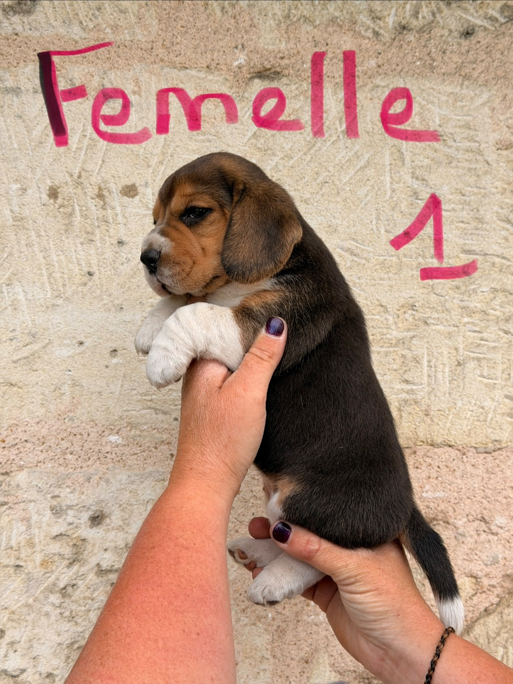 Des Terres D’Olim’s - Chiots disponibles - Beagle