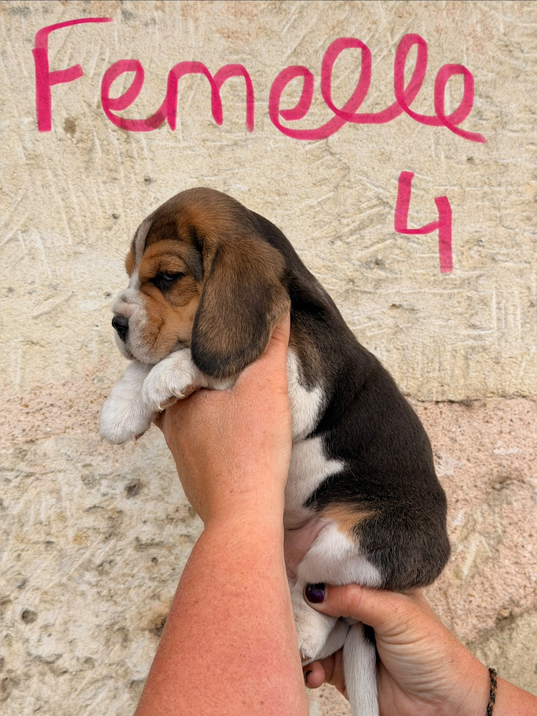 Des Terres D’Olim’s - Chiots disponibles - Beagle