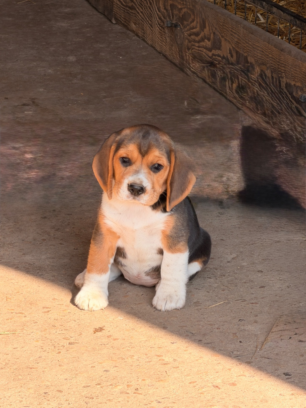 Des Terres D’Olim’s - Beagle - Portée née le 12/05/2026