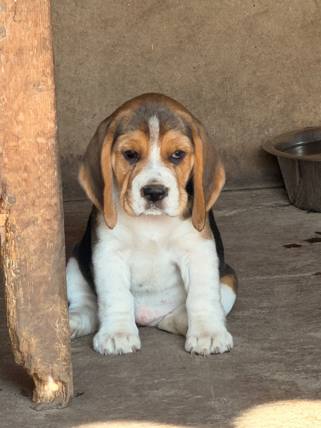 Des Terres D’Olim’s - Chiots disponibles - Beagle