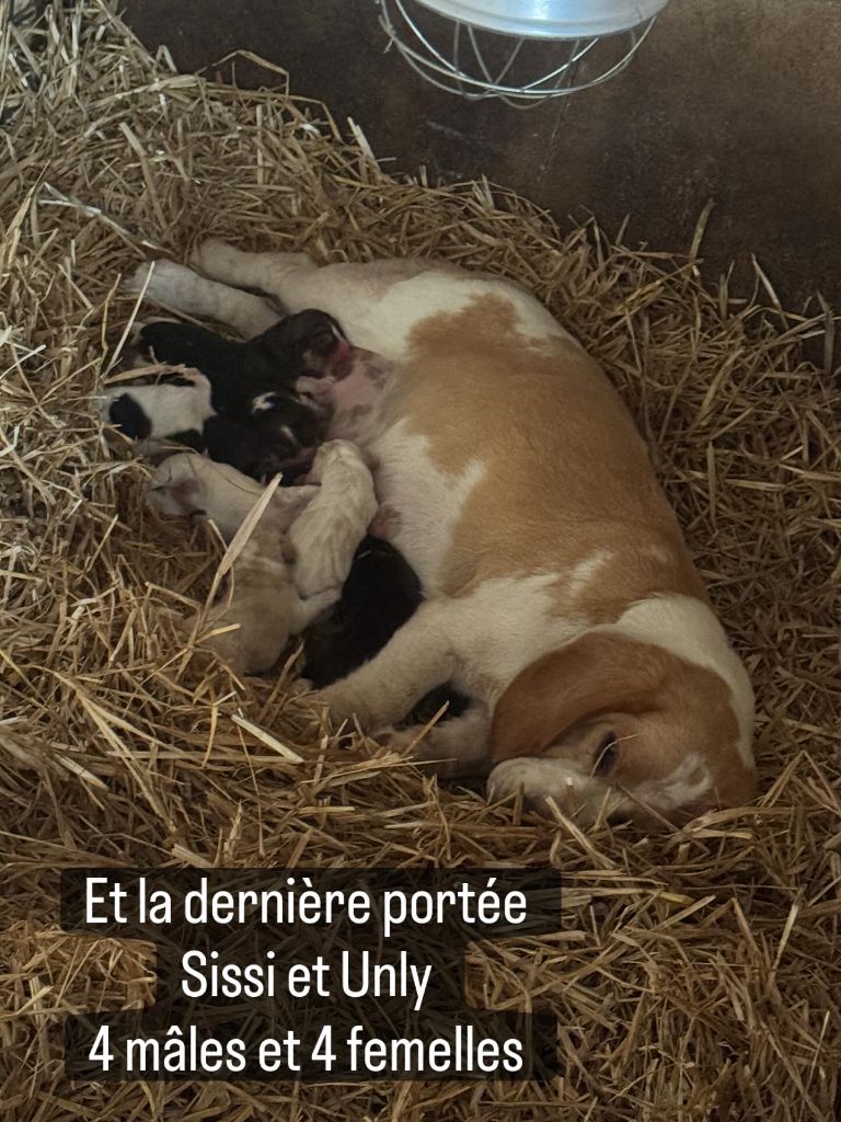 Des Terres D’Olim’s - Beagle - Portée née le 06/07/2025